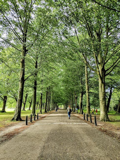 A wide, paved pathway in a park lined with tall, mature trees on both sides displaying lush green foliage. Several pedestrians are walking along the route, with some carrying bags or engaged in conversation. The pathway is bordered by short, black bollards on both sides, guiding foot traffic and protecting the tree roots. In the background, the pathway continues into the distance under an overhead canopy of leaves, creating a serene and shaded environment. The scene is well-lit with natural daylight, highlighting the vibrant greenery and tranquil atmosphere. Though no furniture or moving equipment are visible, the setting suggests a typical outdoor location that might serve as part of a scenic route for local residents or visitors, aligning with the context of house removals or moving logistics around residential areas such as Holland Park.