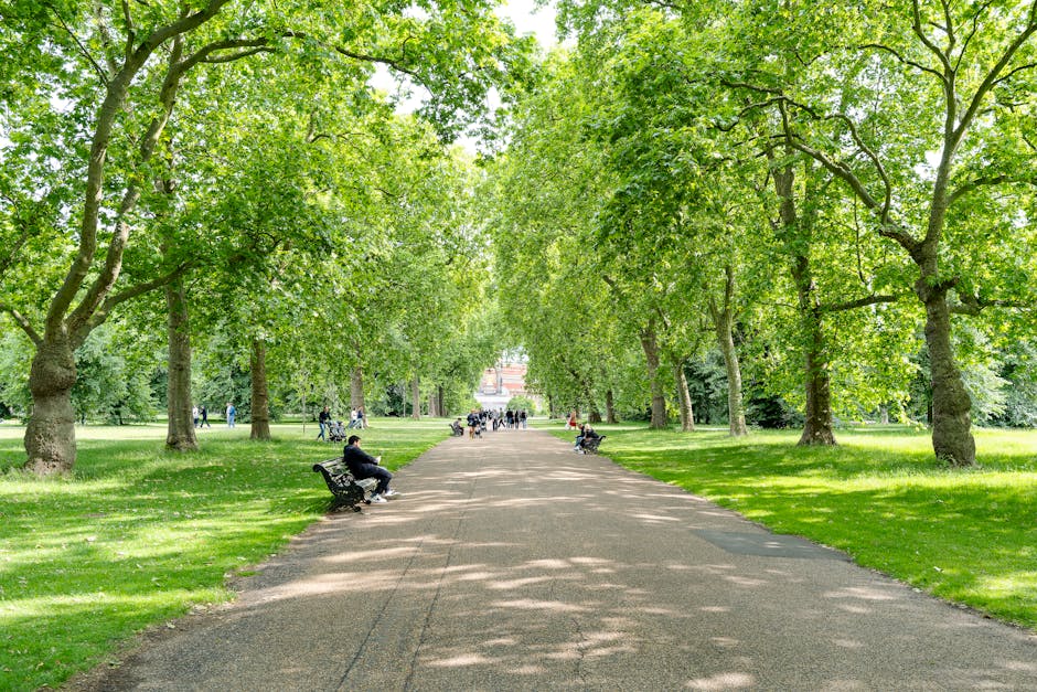 A wide pathway in Holland Park surrounded by tall deciduous trees with green and yellow leaves, indicating autumn. Fallen leaves cover the gravel surface of the pathway, which is lined with black vint